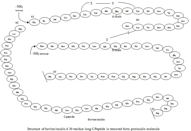 Structure of bovine insulin